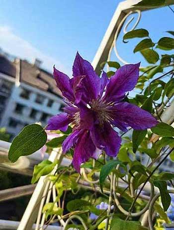 适合阳台养的攀爬植物