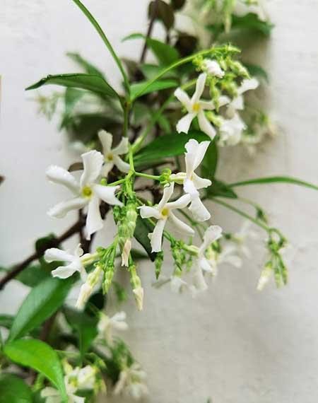 适合阳台养的攀爬植物