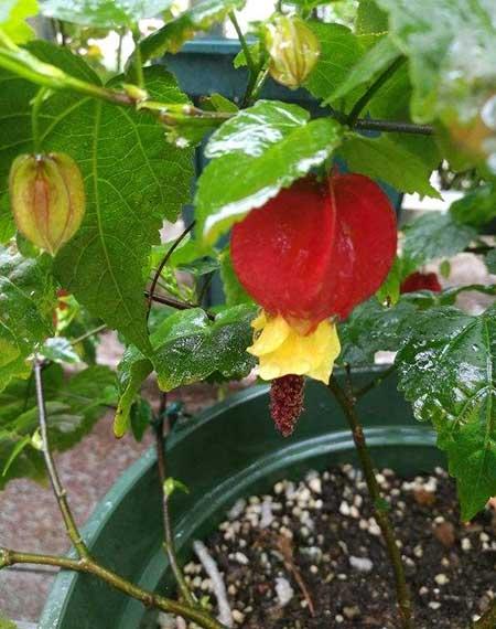 适合阳台养的攀爬植物