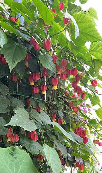 适合阳台养的攀爬植物