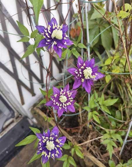 适合阳台养的攀爬植物