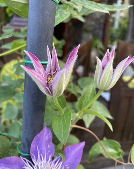 适合阳台养的攀爬植物