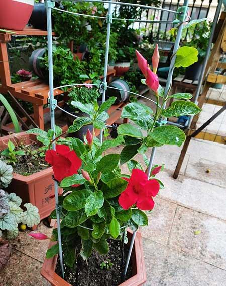 适合阳台养的攀爬植物