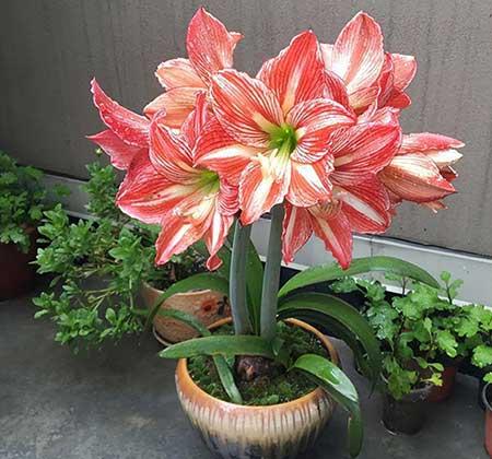 适合夏季养的绿植