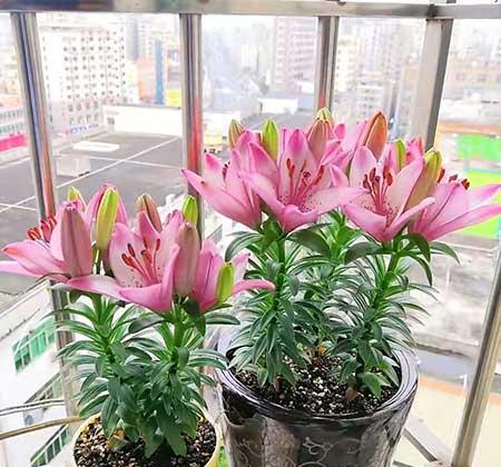 适合夏季养的绿植