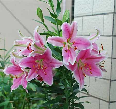 适合夏季养的绿植