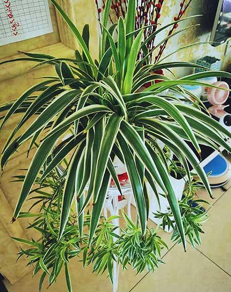 适合夏季养的绿植