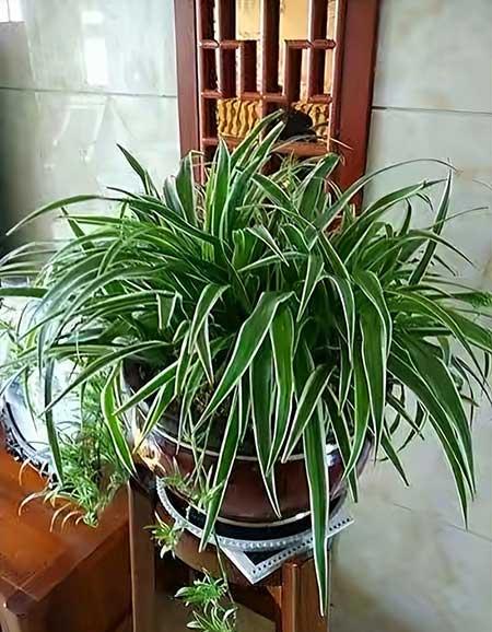 适合夏季养的绿植