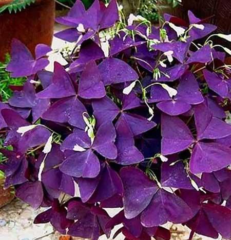 适合夏季养的绿植