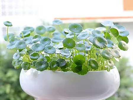 适合夏季养的绿植