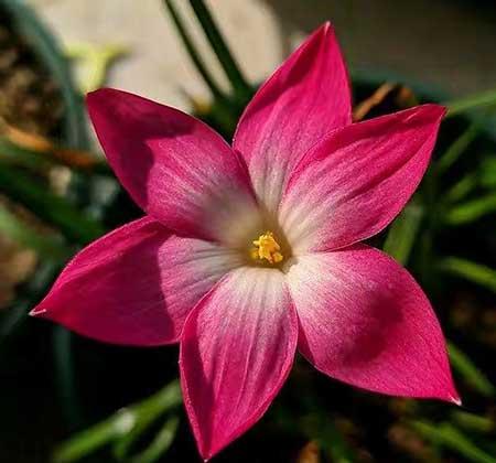 适合夏季养的绿植