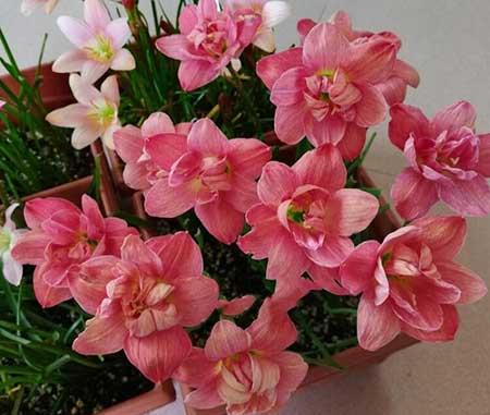 适合夏季养的绿植