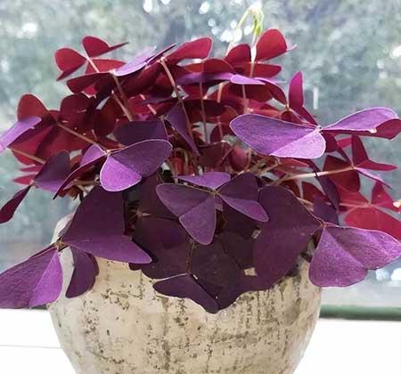 适合夏季养的绿植