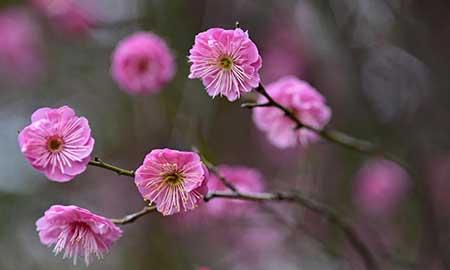 适合西北养的花