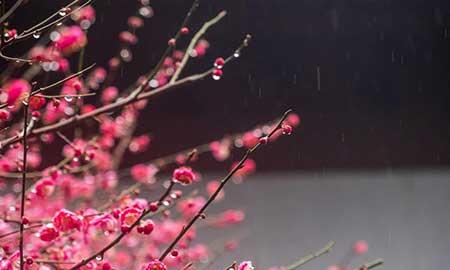 适合西北养的花