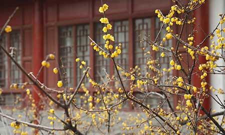 适合西北养的花