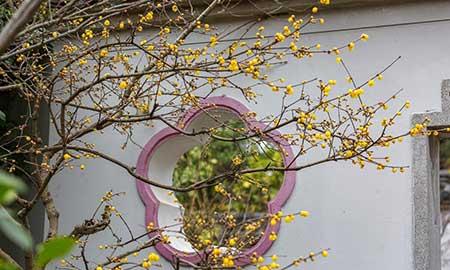 适合西北养的花