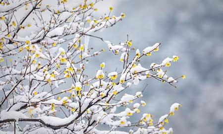 适合西北养的花