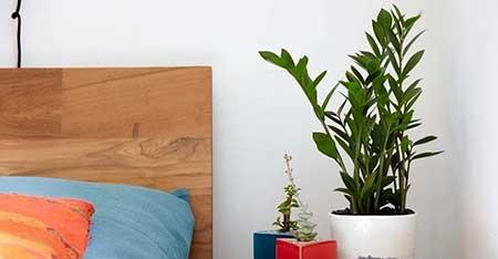 适合卧室养的鲜花