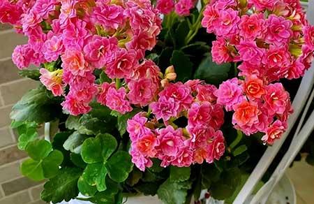 适合卧室养的鲜花