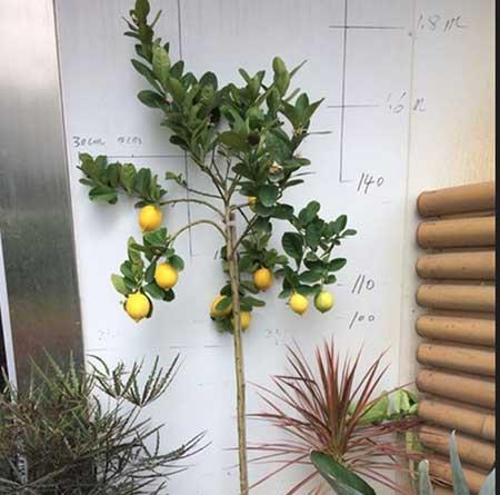 适合卧室养的鲜花