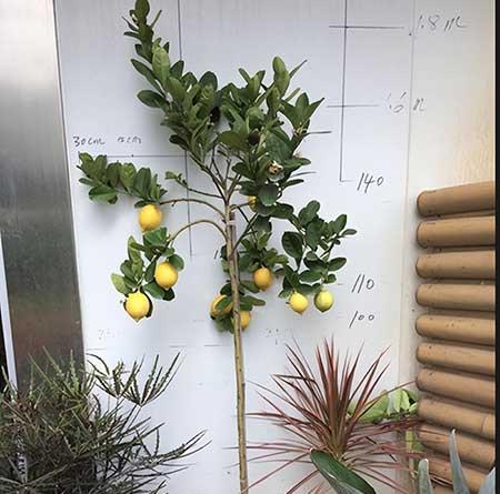 适合卧室养的鲜花