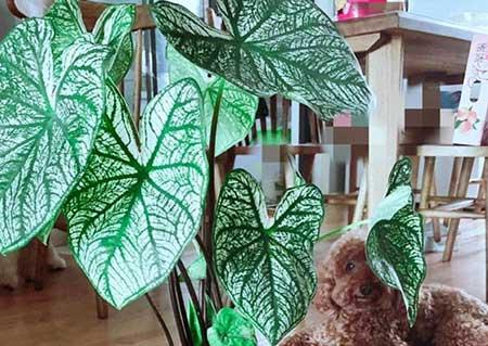 适合卧室养的鲜花