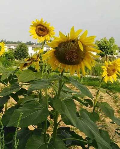 适合温室养的花