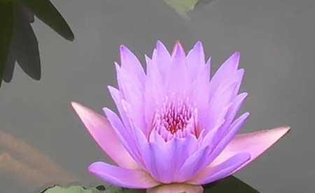 适合温室养的花