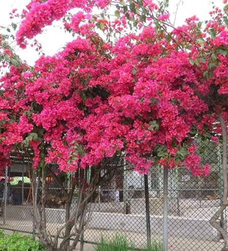 适合温室养的花