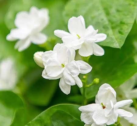 适合温室养的花