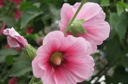 适合温室养的花