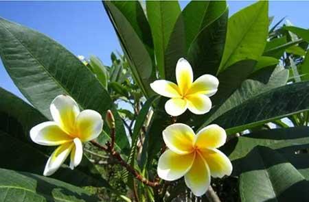 适合温室养的花