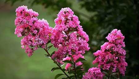 适合温室养的花