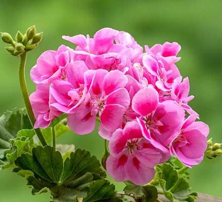 适合温室养的花