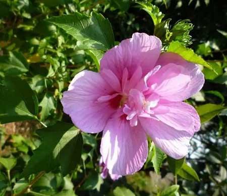 适合温室养的花