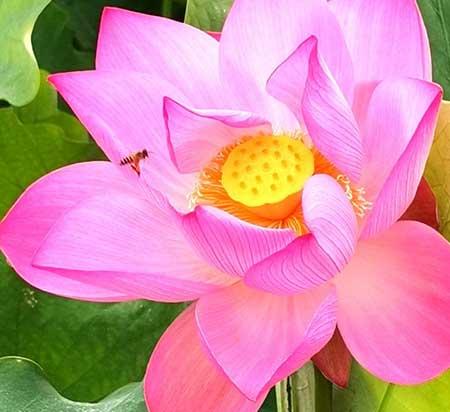 适合温室养的花