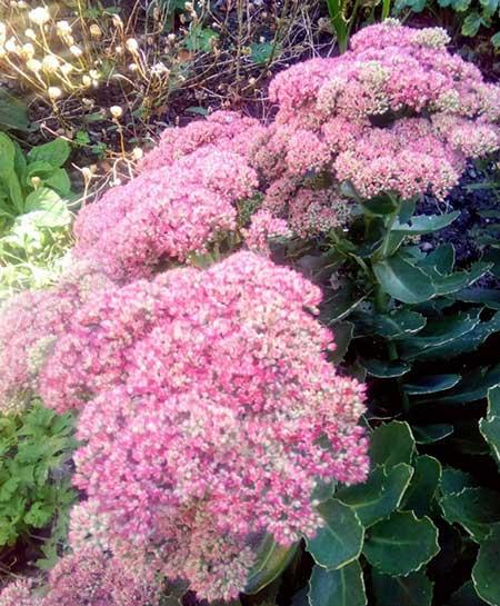 适合庭院养的花卉