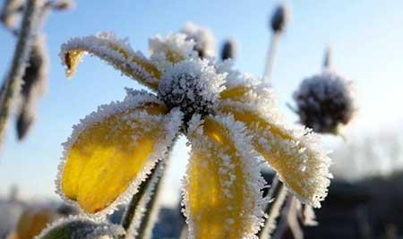 适合庭院养的花卉