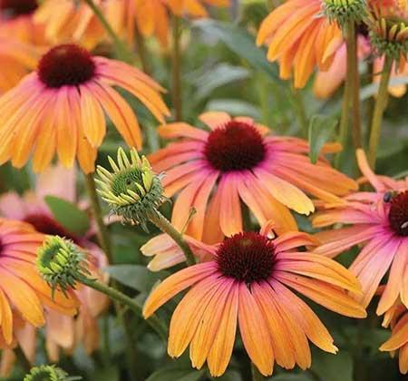 适合庭院养的花卉