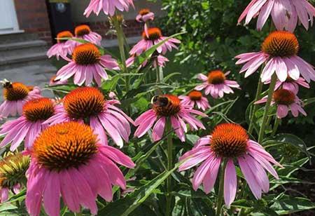 适合庭院养的花卉