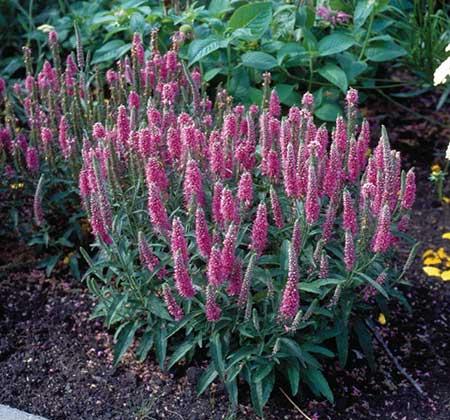 适合庭院养的花卉