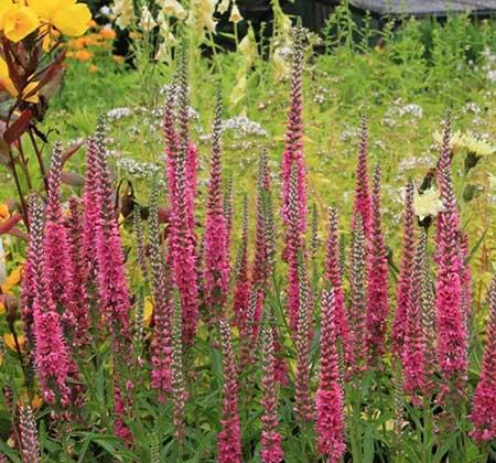 适合庭院养的花卉