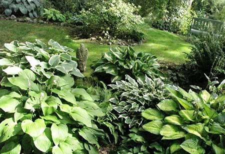 适合庭院养的花卉