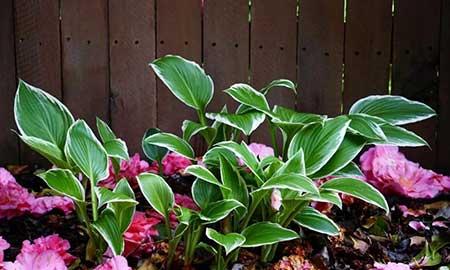 适合庭院养的花卉