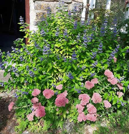 适合庭院养的花卉