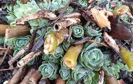 适合庭院养的花卉