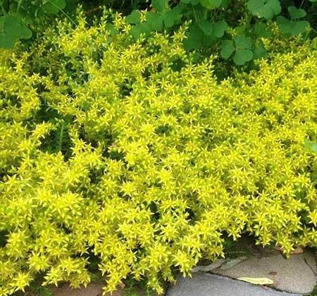 适合庭院养的花卉