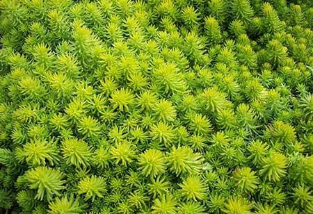 适合庭院养的花卉