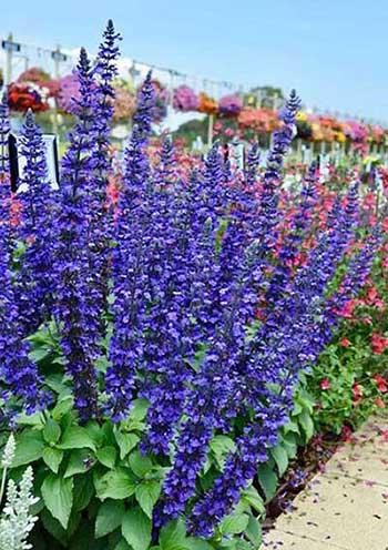 适合庭院养的花卉